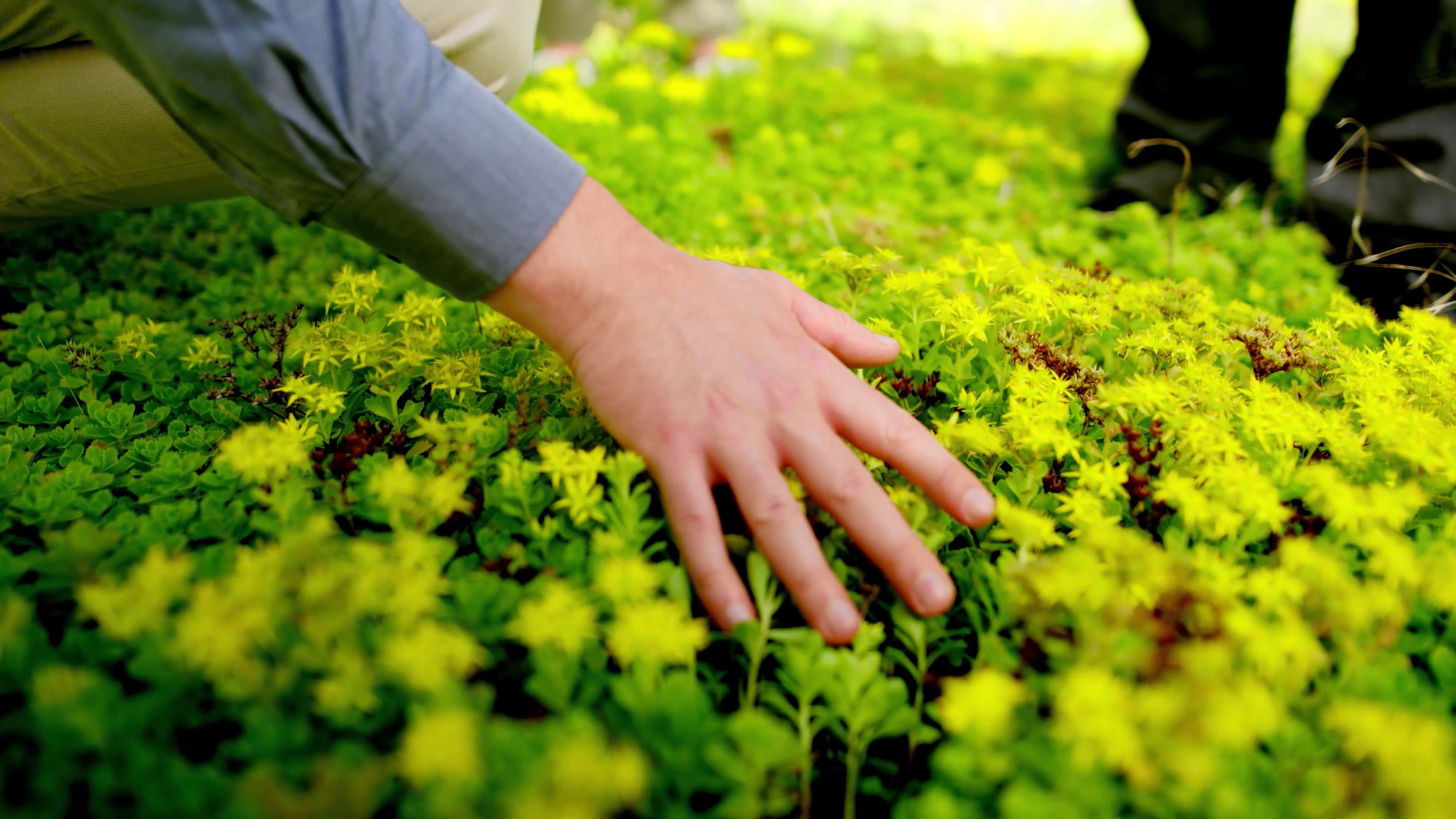 A hand brushing over plant-covered ground