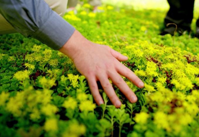 Hand prüft Bewuchs auf Dach