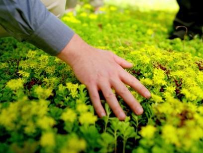 Hand prüft Bewuchs auf Dach